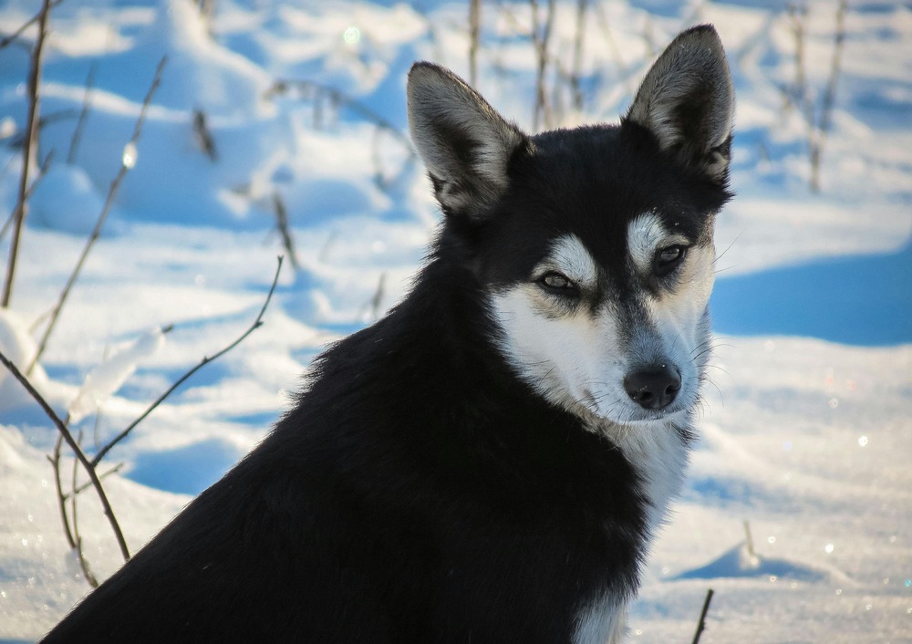 Canadian Eskimo Dog standing outdoors