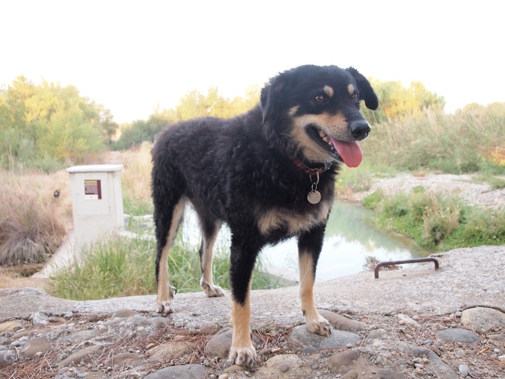Can de Chira close-up of head and coat