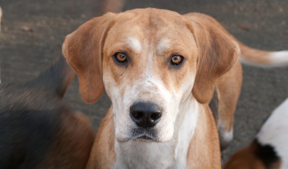 English Foxhound sitting and looking attentive