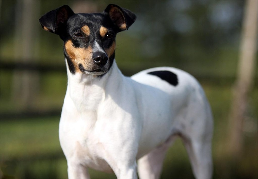 Ratonero Bodeguero Andaluz close-up of face and coat