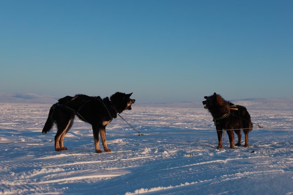 Chukotka sled dog resting outdoors