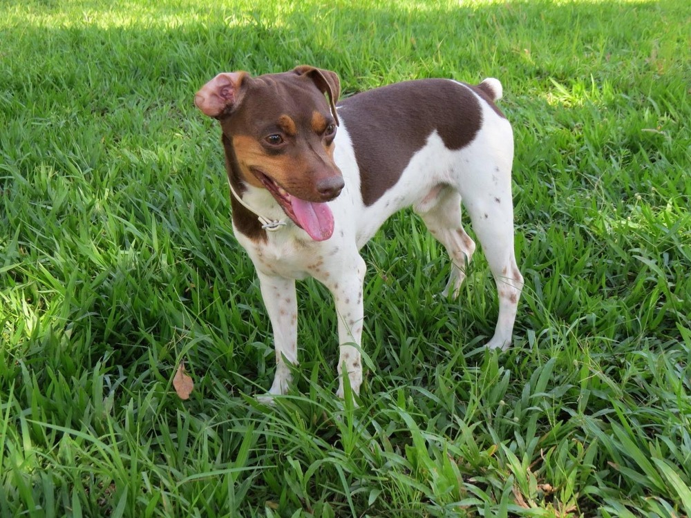Terrier Brasileiro sitting calmly