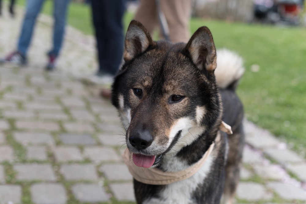 Shikoku dog looking alert in profile