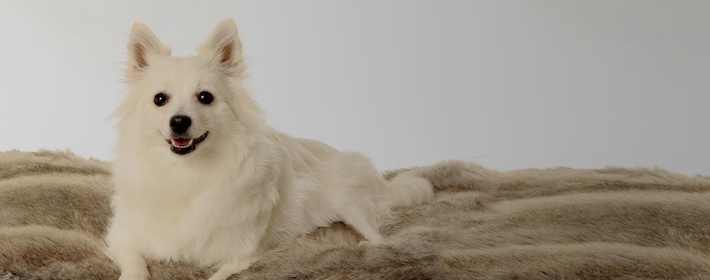 Volpino Italiano sitting alertly