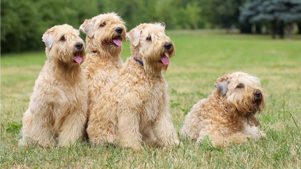 Soft-coated Wheaten Terrier standing outdoors