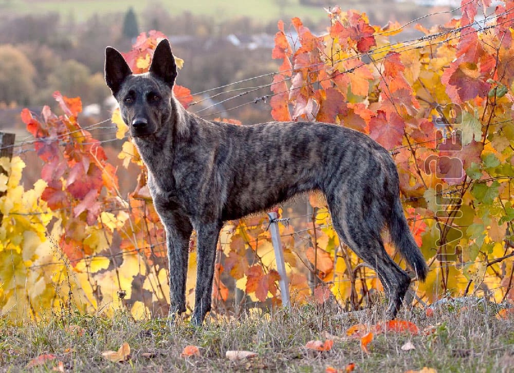 Dutch Shepherd sitting with brindle coat visible