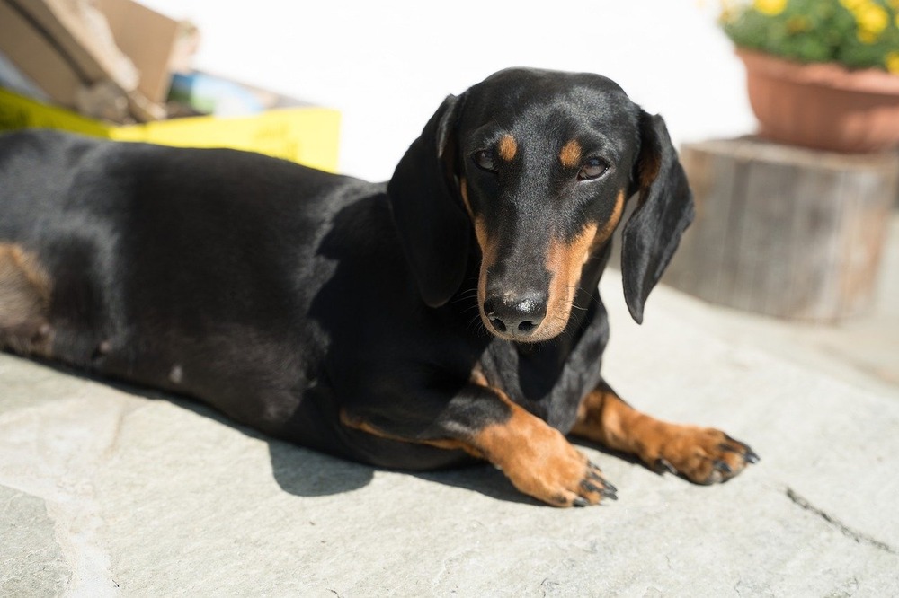Dachshund resting on a soft surface