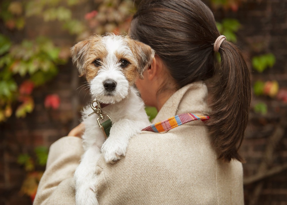 Parson Russell Terrier looking up attentively