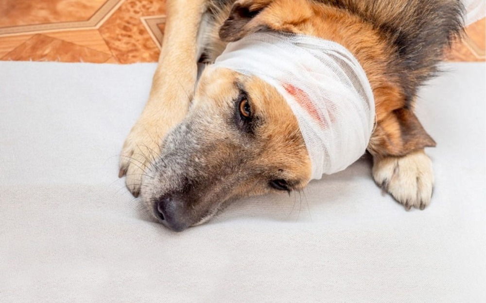 Owner gently checking a dog's leg wound