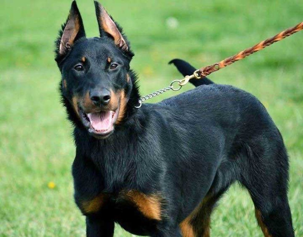 Beauceron walking with handler