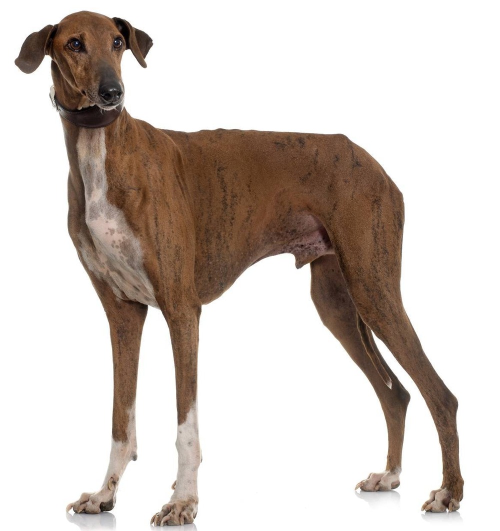 Azawakh standing alert in a yard