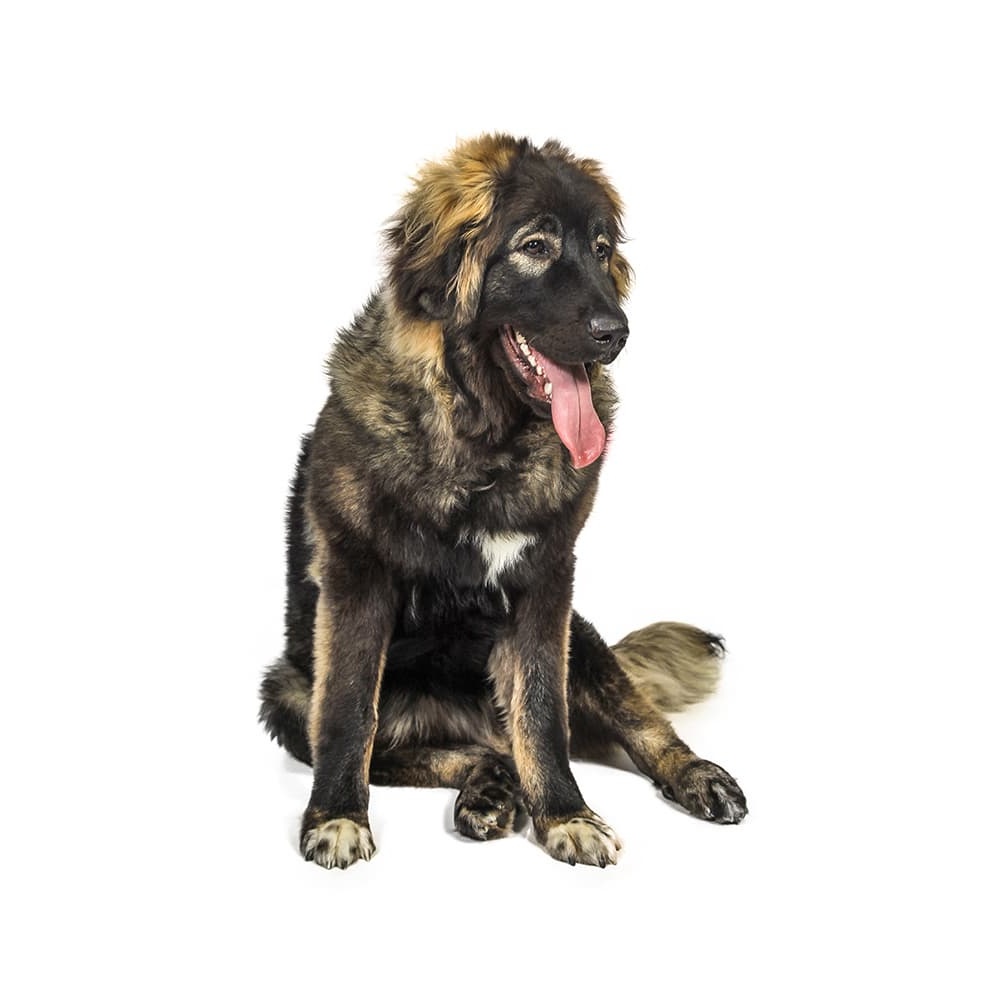 Large Caucasian Shepherd dog with thick coat