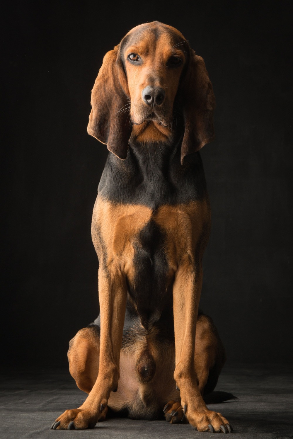 Swiss hound standing in a field