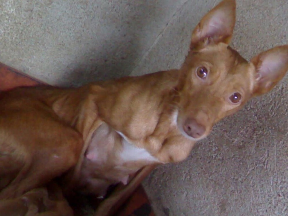 Podenco Andaluz with upright ears and lean build