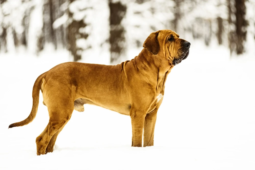 Fila Brasileiro on lead during training outdoors