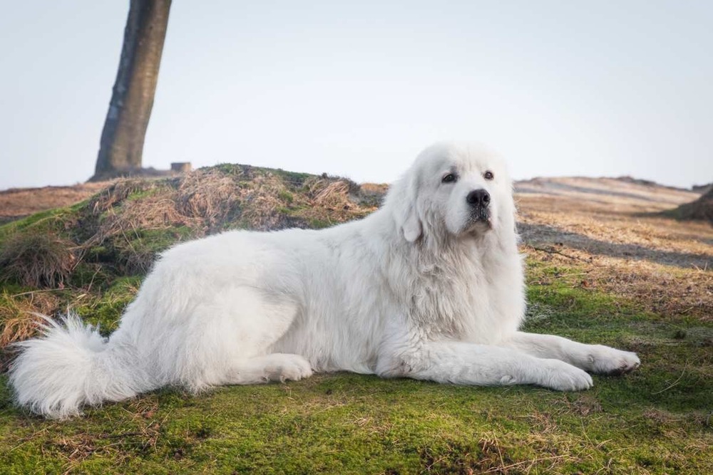 Large white livestock guardian dog resting calmly