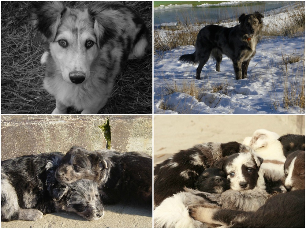 Cane di Oropa outdoors in a working-dog stance