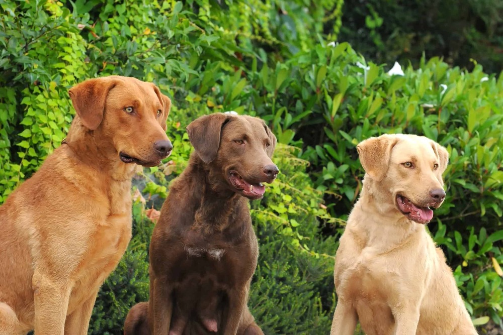 Chesapeake Bay Retriever sitting calmly