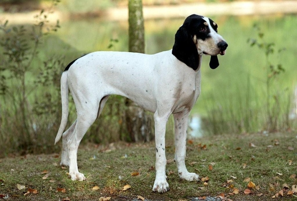 Ariegeois hound standing outdoors