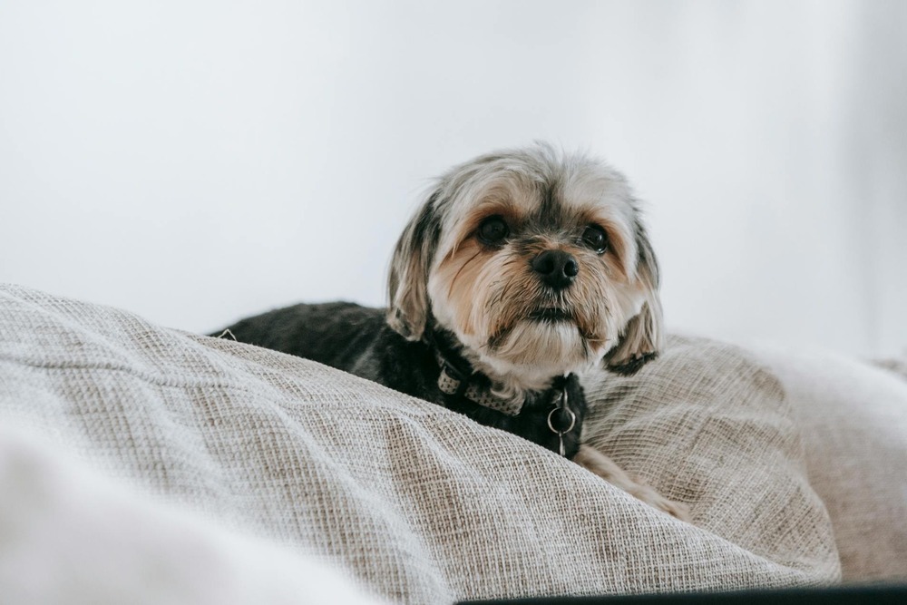 Terrier looking up attentively