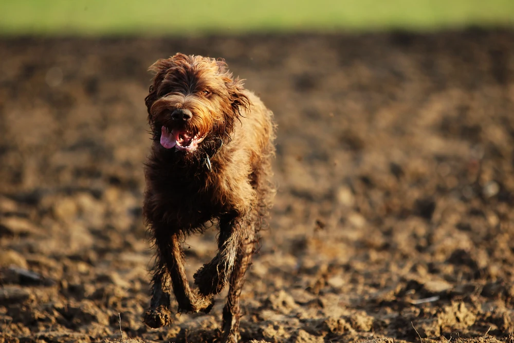 Pudelpointer lying down resting