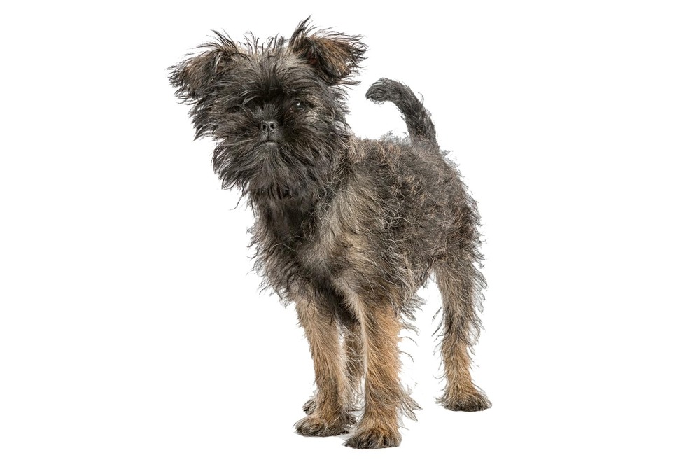 German hound walking through grass