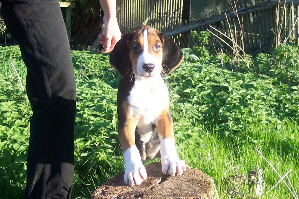Harrier dog walking with handler