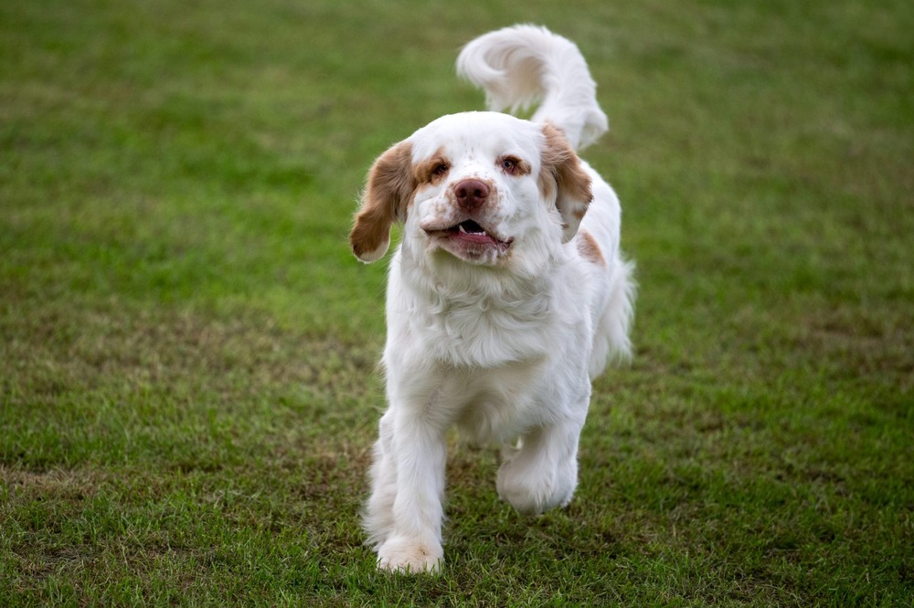 Clumber Spaniel sitting in shade