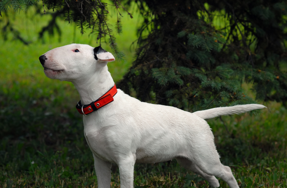 Gull Terrier sitting, attentive posture