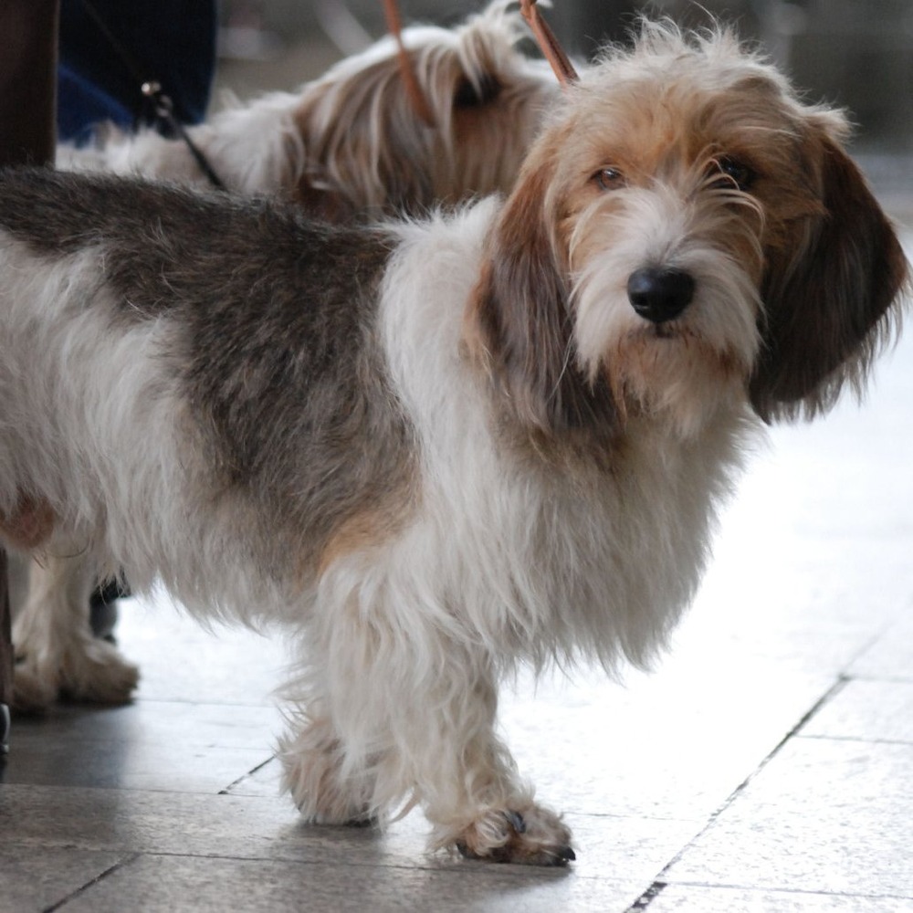 Petit Basset Griffon Vendeen outdoors, alert expression