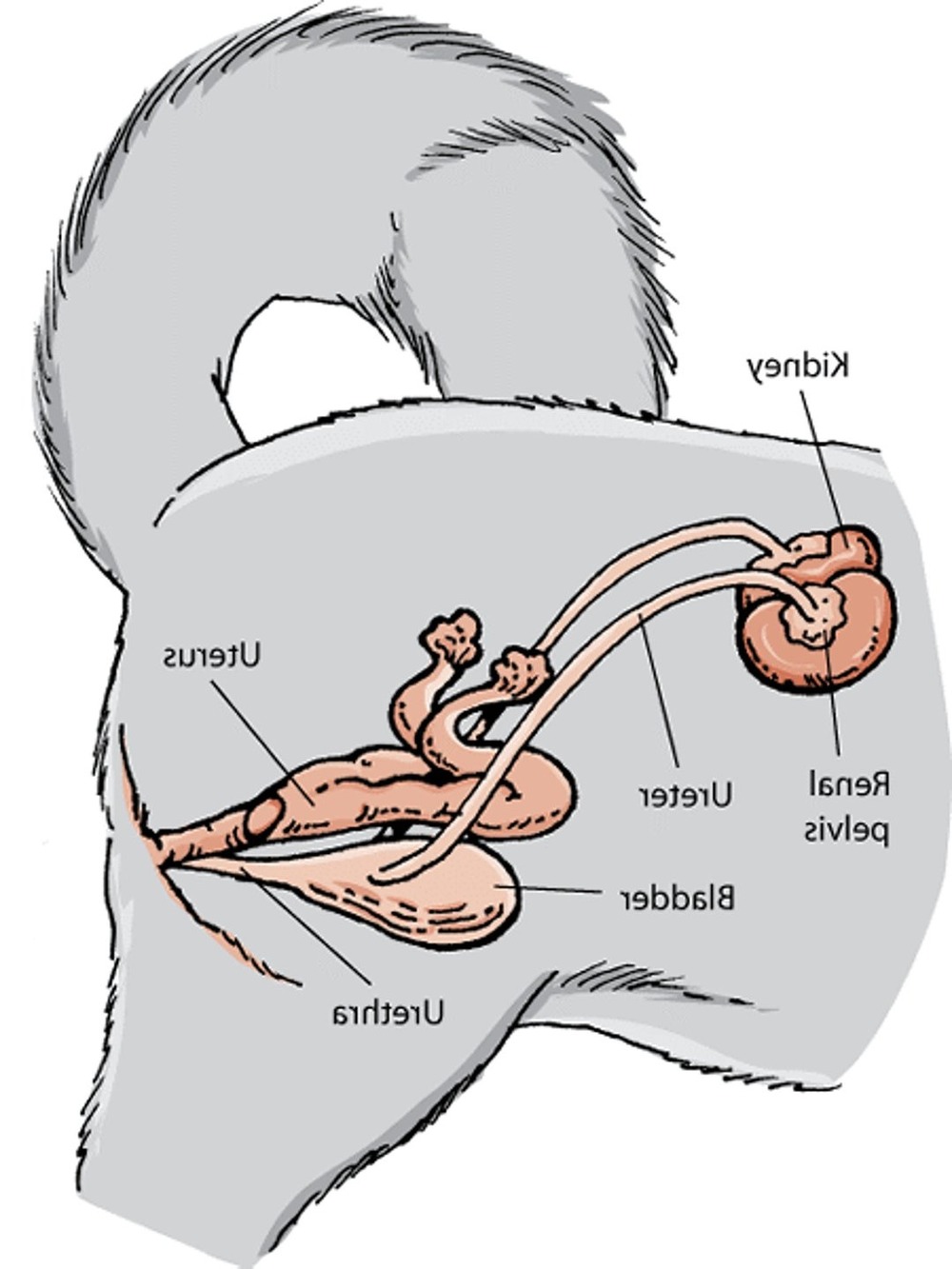 Fresh water bowl for a dog