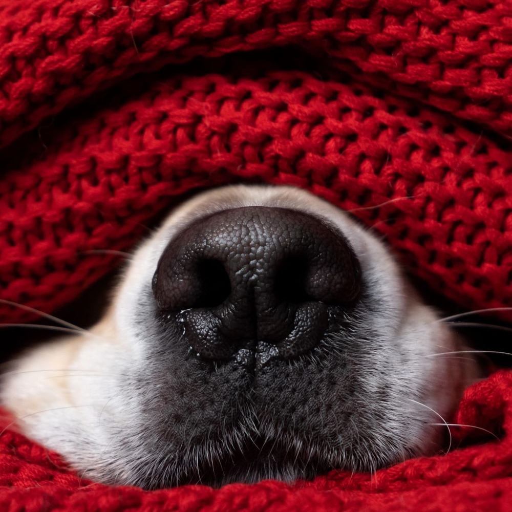 Long-coated Taigan with a lean, athletic build