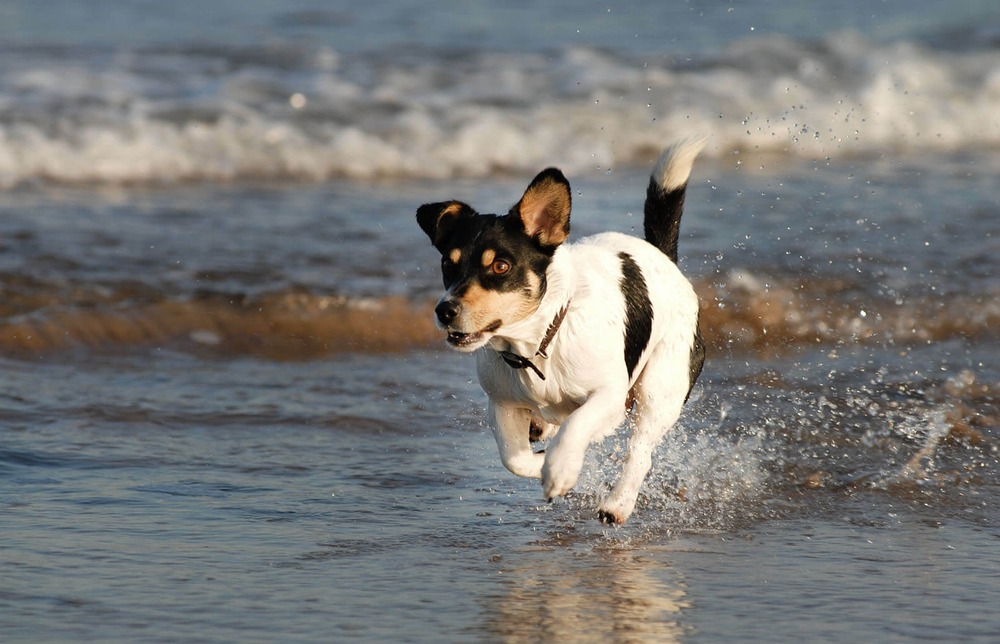 Treeing Feist standing outdoors