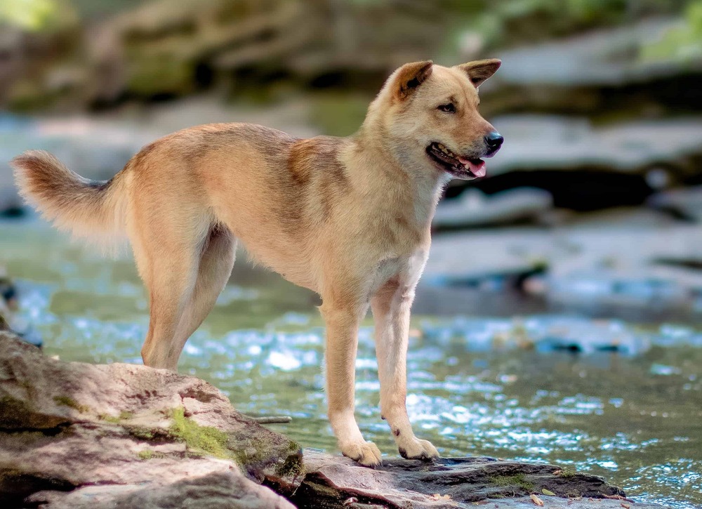 Korean Jindo looking to the side in profile