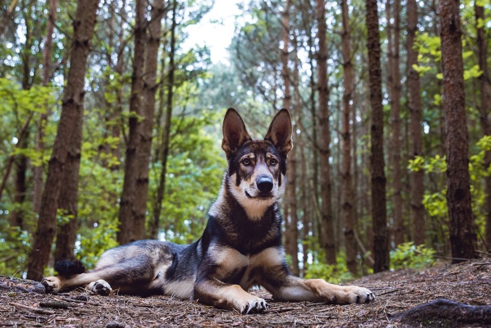Tamaskan dog with wolf-grey coat