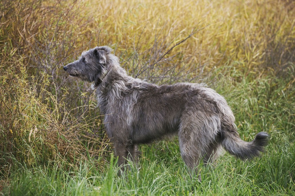 Scottish Deerhound lying down after a walk