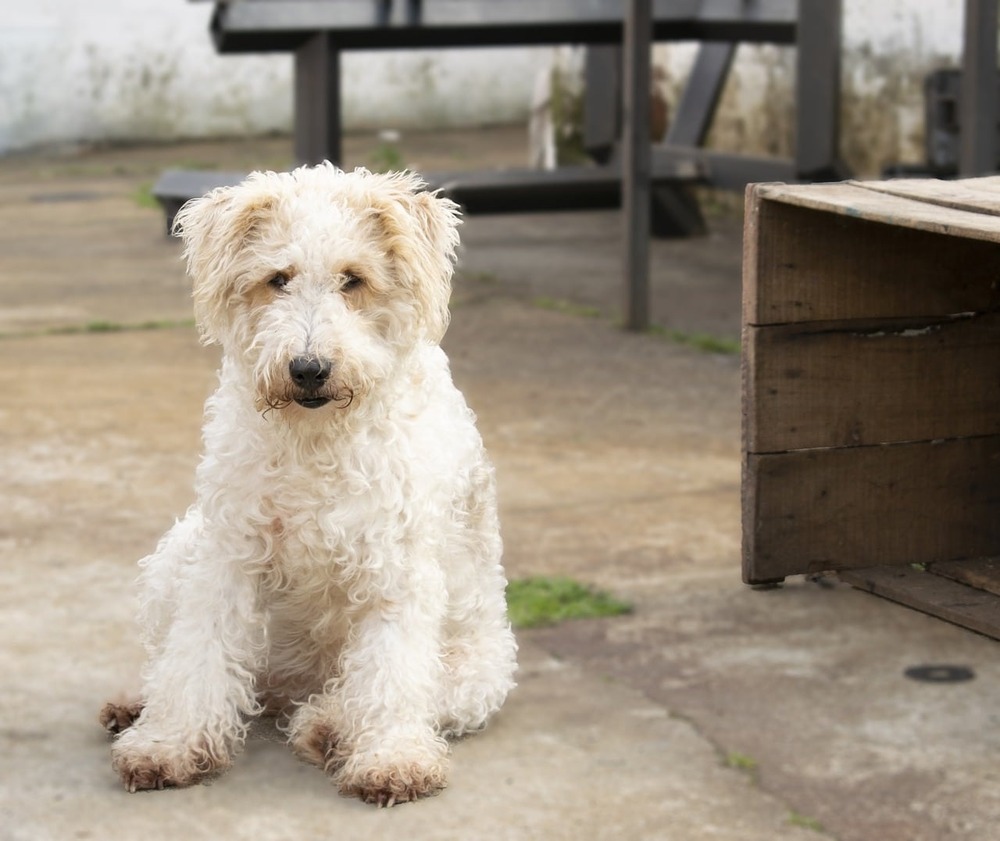 Wire Fox Terrier standing alert outdoors