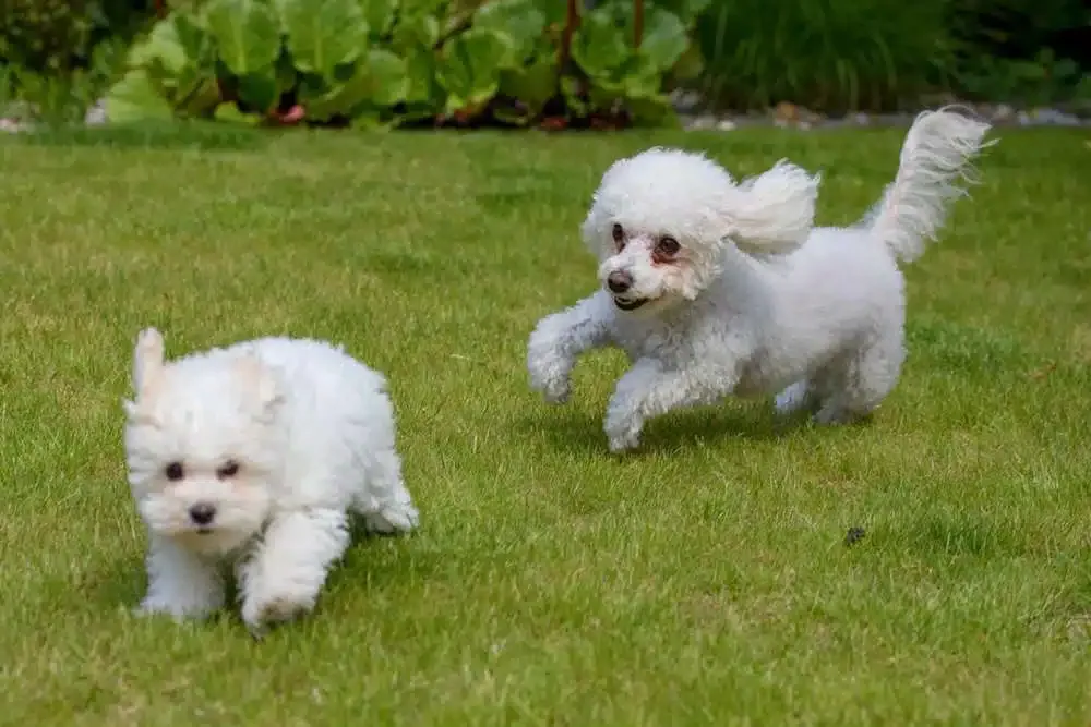 Bolognese dog resting indoors