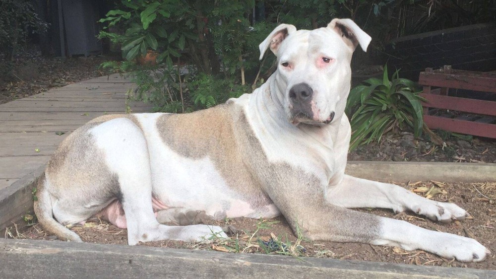 Pembroke Welsh corgi standing outdoors
