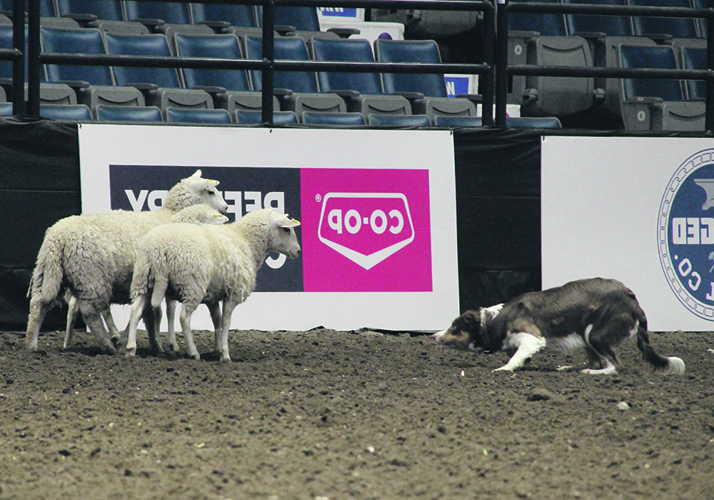 Stephens Stock Dog resting outdoors