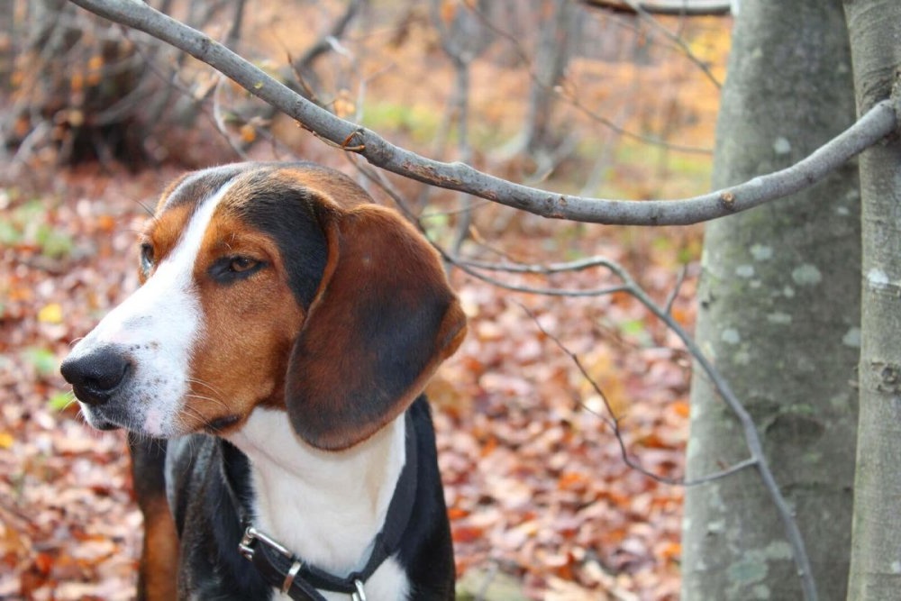 Serbian Hound side profile with red coat and black saddle
