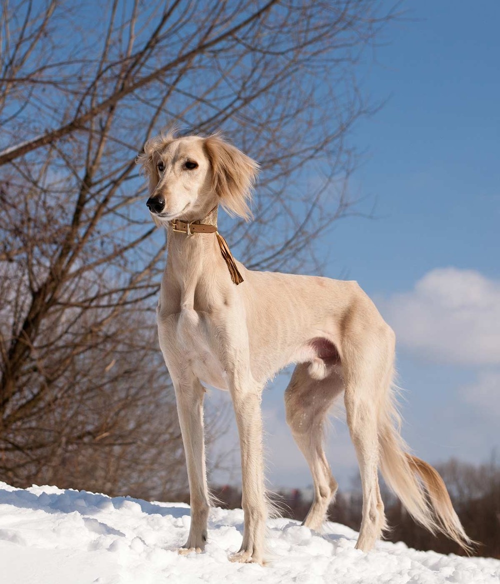 Saluki sitting calmly with long feathered ears