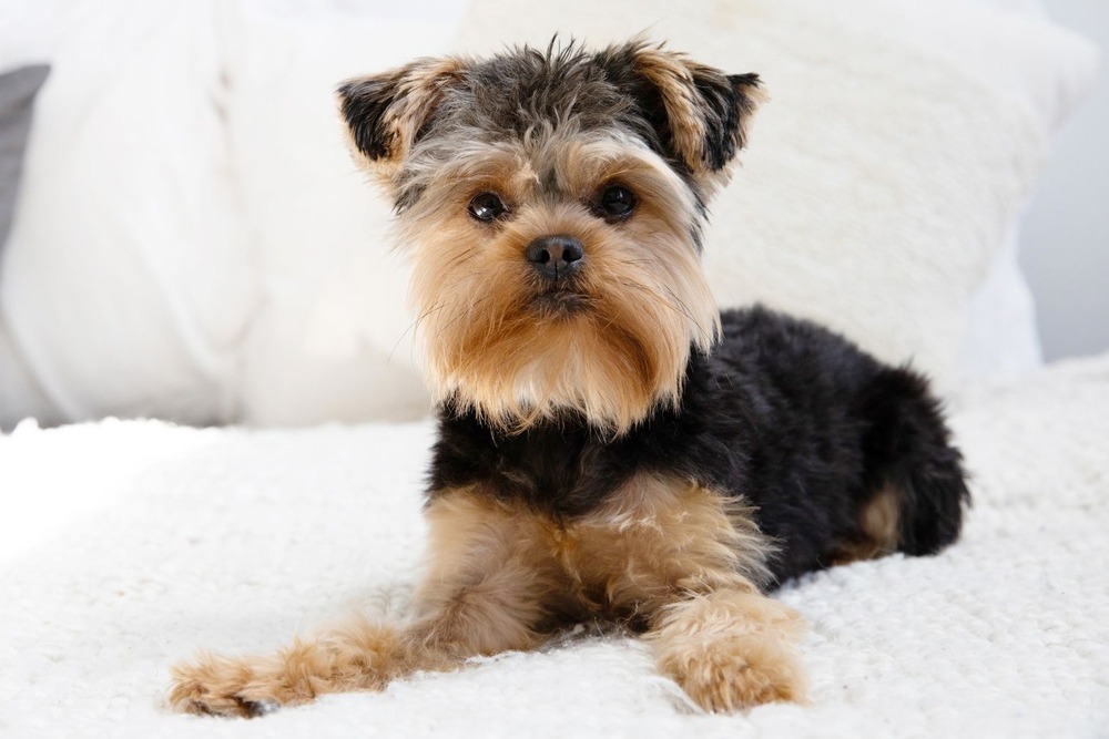 Toy dog near a food bowl