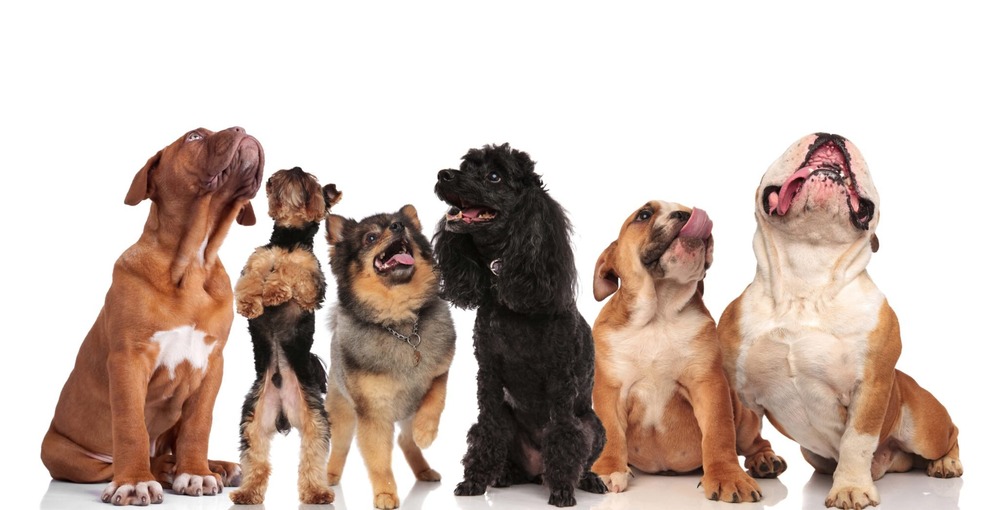 Dog walking on lead with attentive focus