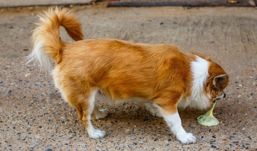 Dog being comforted by an owner