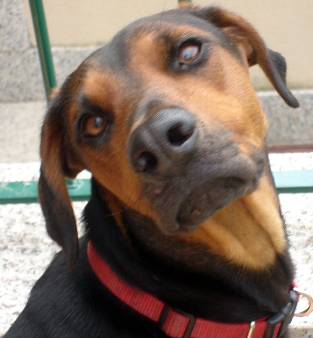Serbian Tricolour Hound side profile