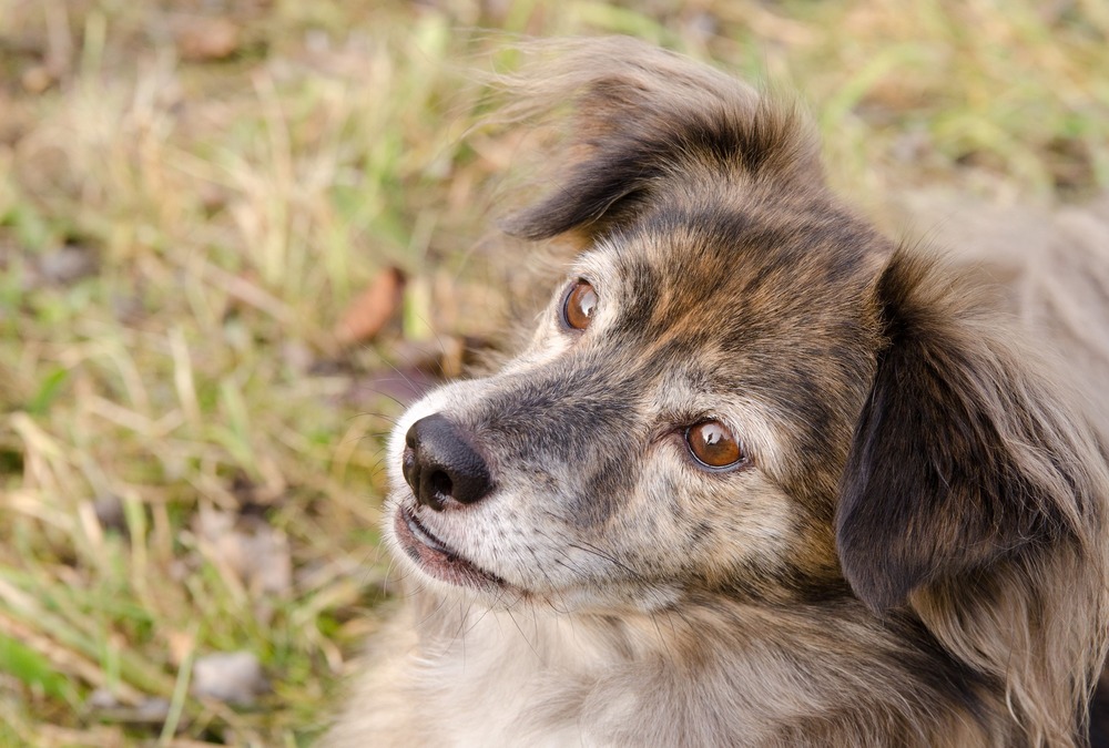 Compact short-coated dog looking to the side