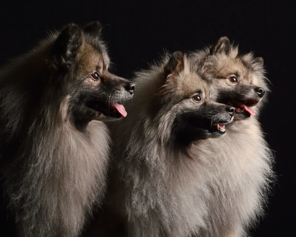 Keeshond resting in shade outdoors