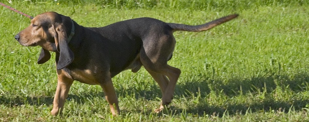 Bruno Jura Hound side profile on a path