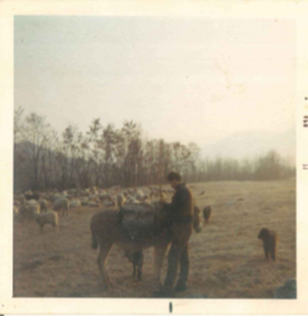 Herding dog resting outside